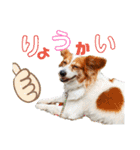 ミックス犬こころpart2（個別スタンプ：33）