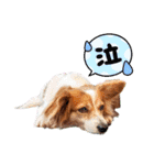 ミックス犬こころpart2（個別スタンプ：34）