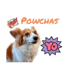 ミックス犬こころpart2（個別スタンプ：36）