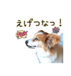 ミックス犬こころpart2（個別スタンプ：37）