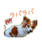 ミックス犬こころpart2（個別スタンプ：38）