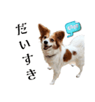ミックス犬こころpart2（個別スタンプ：40）