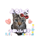 猫スタンプ❤️キジトラミケ❤️日常❤️面白（個別スタンプ：1）