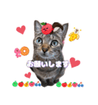 猫スタンプ❤️キジトラミケ❤️日常❤️面白（個別スタンプ：2）