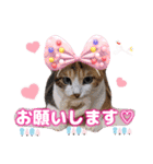 猫スタンプ❤️キジトラミケ❤️日常❤️面白（個別スタンプ：4）
