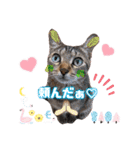 猫スタンプ❤️キジトラミケ❤️日常❤️面白（個別スタンプ：6）
