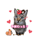 猫スタンプ❤️キジトラミケ❤️日常❤️面白（個別スタンプ：7）