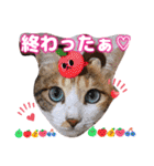 猫スタンプ❤️キジトラミケ❤️日常❤️面白（個別スタンプ：8）