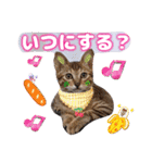 猫スタンプ❤️キジトラミケ❤️日常❤️面白（個別スタンプ：11）