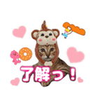 猫スタンプ❤️キジトラミケ❤️日常❤️面白（個別スタンプ：14）