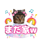 猫スタンプ❤️キジトラミケ❤️日常❤️面白（個別スタンプ：21）