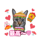 猫スタンプ❤️キジトラミケ❤️日常❤️面白（個別スタンプ：24）