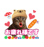 猫スタンプ❤️キジトラミケ❤️日常❤️面白（個別スタンプ：25）