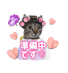 猫スタンプ❤️キジトラミケ❤️日常❤️面白（個別スタンプ：31）