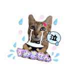 猫スタンプ❤️キジトラミケ❤️日常❤️面白（個別スタンプ：34）