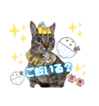 猫スタンプ❤️キジトラミケ❤️日常❤️面白（個別スタンプ：36）