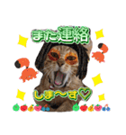 猫スタンプ❤️キジトラミケ❤️日常❤️面白（個別スタンプ：38）