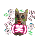 猫スタンプ❤️キジトラミケ❤️日常❤️面白（個別スタンプ：40）