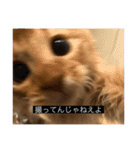 ゴマつくねスタンプ（字幕）（個別スタンプ：17）