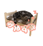 世界一可愛いマンチカンねる（個別スタンプ：8）