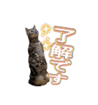 世界一可愛いマンチカンねる（個別スタンプ：16）