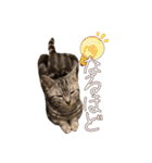 世界一可愛いマンチカンねる（個別スタンプ：18）