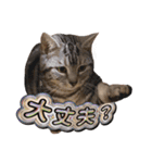 世界一可愛いマンチカンねる（個別スタンプ：24）