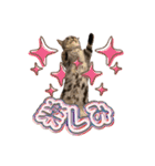 世界一可愛いマンチカンねる（個別スタンプ：28）