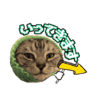 世界一可愛いマンチカンねる（個別スタンプ：33）