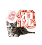 世界一可愛いマンチカンねる（個別スタンプ：35）