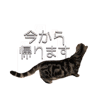 世界一可愛いマンチカンねる（個別スタンプ：36）