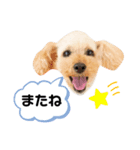 わんぱくトイプーの日常3（個別スタンプ：1）