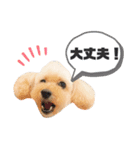 わんぱくトイプーの日常3（個別スタンプ：5）