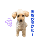 わんぱくトイプーの日常3（個別スタンプ：8）