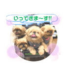 マルスFamily5 (ブリュッセルグリフォン)（個別スタンプ：5）