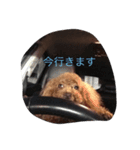 ここあちゃんの日常3（個別スタンプ：1）