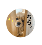 アメリカンコッカースパニエルのぬぴちゃん（個別スタンプ：14）