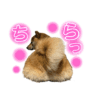 柴犬スタンプヒナvol.2（個別スタンプ：1）