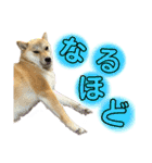 柴犬スタンプヒナvol.2（個別スタンプ：2）