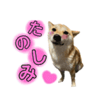 柴犬スタンプヒナvol.2（個別スタンプ：3）