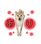 柴犬スタンプヒナvol.2（個別スタンプ：5）
