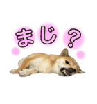 柴犬スタンプヒナvol.2（個別スタンプ：6）