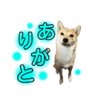柴犬スタンプヒナvol.2（個別スタンプ：7）