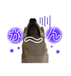 柴犬スタンプヒナvol.2（個別スタンプ：10）