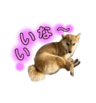 柴犬スタンプヒナvol.2（個別スタンプ：11）