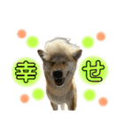 柴犬スタンプヒナvol.2（個別スタンプ：12）