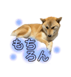 柴犬スタンプヒナvol.2（個別スタンプ：13）