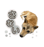 柴犬スタンプヒナvol.2（個別スタンプ：15）