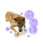 柴犬スタンプヒナvol.2（個別スタンプ：16）