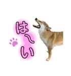 柴犬スタンプヒナvol.2（個別スタンプ：17）